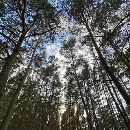 M&k Slomkowe Kapelusze - Sobieszewo, Wyspa Sobieszewska Gdańsk