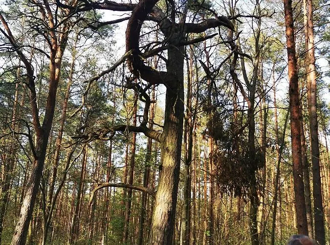 M&k Slomkowe Kapelusze - Sobieszewo, Wyspa Sobieszewska Gdańsk